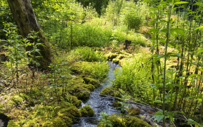 Tufière de Rolampont